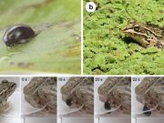 An insect species can actively escape from the vents of predators via the digestive system