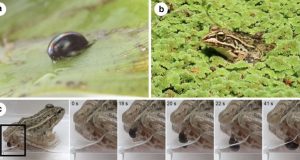 An insect species can actively escape from the vents of predators via the digestive system