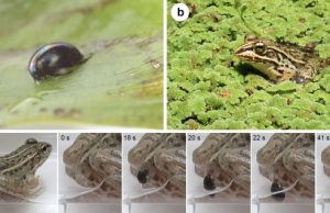 An insect species can actively escape from the vents of predators via the digestive system
