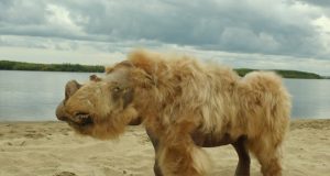 Ancient genomes suggest woolly rhinos went extinct due to climate change not overhunting