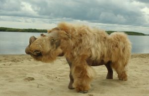 Ancient genomes suggest woolly rhinos went extinct due to climate change not overhunting