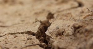 Bioengineered soil microbes may help prevent desertification