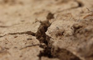 Bioengineered soil microbes may help prevent desertification