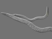 Biology blurs line between sexes behaviors