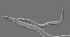 Biology blurs line between sexes behaviors