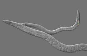 Biology blurs line between sexes behaviors