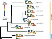 Bird skull evolution slowed after the extinction of the dinosaurs