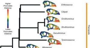 Bird skull evolution slowed after the extinction of the dinosaurs