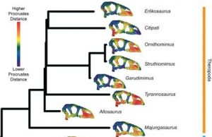Bird skull evolution slowed after the extinction of the dinosaurs