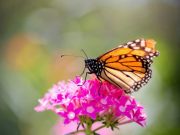 Findings refute idea of monarchs migration mortality as major cause of population decline