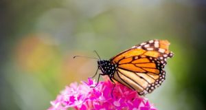 Findings refute idea of monarchs migration mortality as major cause of population decline
