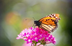 Findings refute idea of monarchs migration mortality as major cause of population decline