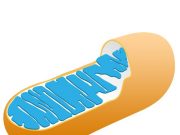 Fireflies shed light on the function of mitochondria