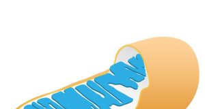 Fireflies shed light on the function of mitochondria