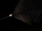 Flies and mosquitoes beware here comes the slingshot spider