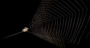 Flies and mosquitoes beware here comes the slingshot spider