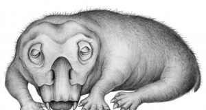 Fossil evidence of hibernation like state in 250 million year old Antarctic animal