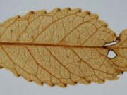 Fossil leaves show high atmospheric carbon spurred ancient global greening