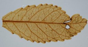 Fossil leaves show high atmospheric carbon spurred ancient global greening