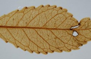 Fossil leaves show high atmospheric carbon spurred ancient global greening