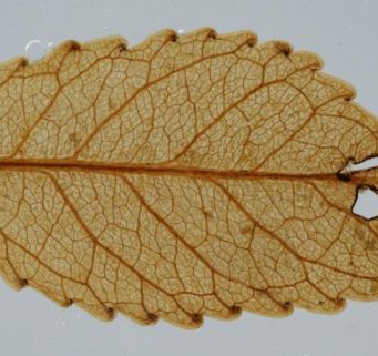 Fossil leaves show high atmospheric carbon spurred ancient global greening