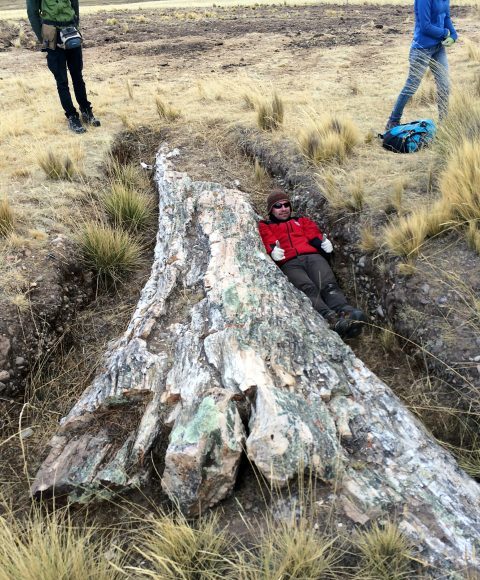 Fossil trees on Perus Central Andean Plateau tell a tale of dramatic environmental change