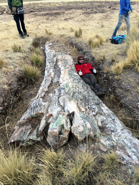 Fossil trees on Perus Central Andean Plateau tell a tale of dramatic environmental change