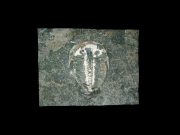 Fossilised 429 mln year old eye mirrors modern insect vision