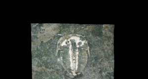 Fossilised 429 mln year old eye mirrors modern insect vision