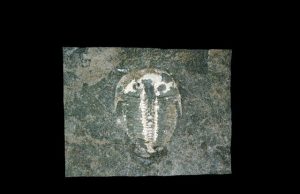 Fossilised 429 mln year old eye mirrors modern insect vision