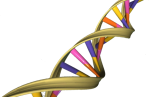 How a protein stops cells from attacking their own DNA
