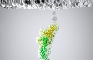 How bacteria adhere to fiber in the gut