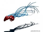 How human sperm really swim New research challenges centuries old assumption