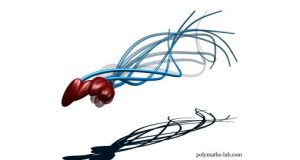 How human sperm really swim New research challenges centuries old assumption