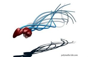 How human sperm really swim New research challenges centuries old assumption