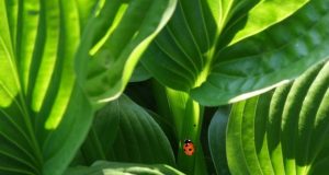 How plants shut the door on infection