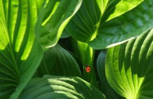 How plants shut the door on infection