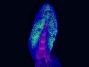 Lungfish fins reveal how limbs evolved