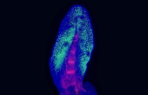 Lungfish fins reveal how limbs evolved