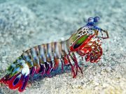 Mantis shrimps dactyl clubs could hold secrets to more resilient surfaces for human use