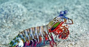Mantis shrimps dactyl clubs could hold secrets to more resilient surfaces for human use