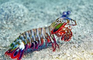Mantis shrimps dactyl clubs could hold secrets to more resilient surfaces for human use