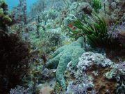 Marine food webs under increasing stress