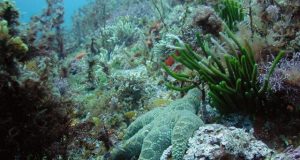 Marine food webs under increasing stress