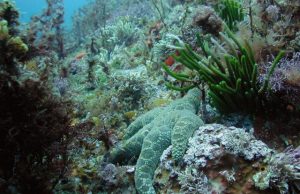 Marine food webs under increasing stress