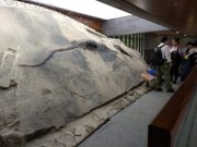 Massive well preserved reptile found in the belly of a prehistoric marine carnivore