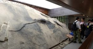 Massive well preserved reptile found in the belly of a prehistoric marine carnivore