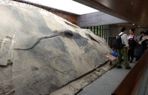 Massive well preserved reptile found in the belly of a prehistoric marine carnivore
