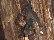 Mother bats use baby talk to communicate with their pups