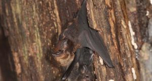 Mother bats use baby talk to communicate with their pups